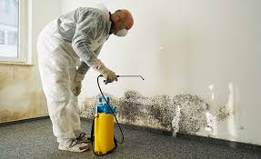 Why You Should Choose Our Mold Remediation Services in Lakeland, NY