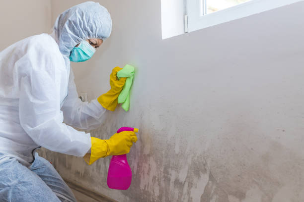 Biohazard Mold Removal in Lakeland, NY